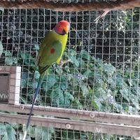 Perruche tête de prune #2