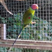 Perruche tête de prune #4