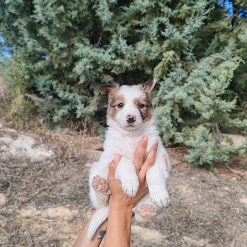 Canica, chiot femelle croisée border collie #3