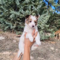 Canica, chiot femelle croisée border collie #0