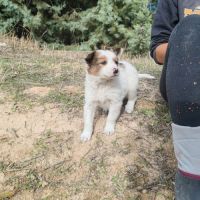 Canica, chiot femelle croisée border collie #2