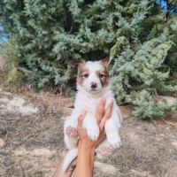 Canica, chiot femelle croisée border collie #3