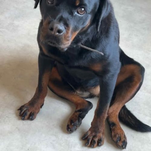 Chien nala à l adoption