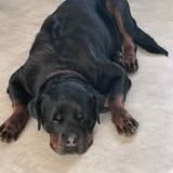 Chien nala à l adoption #3