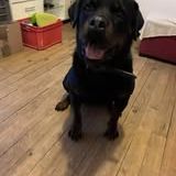 Chien nala à l adoption #4