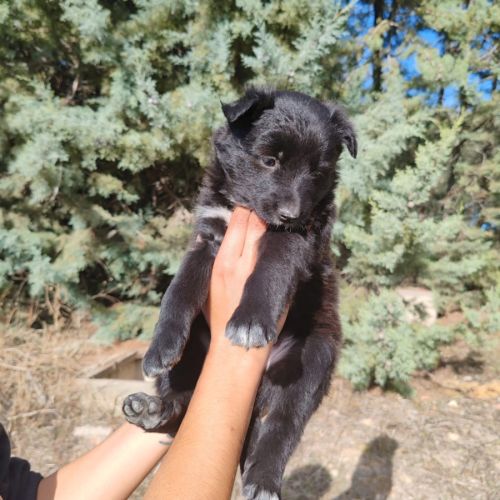 Glace,  chiot femelle croisée border collie #1