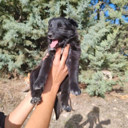 Glace,  chiot femelle croisée border collie