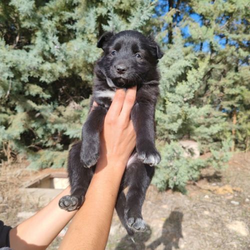 Glace,  chiot femelle croisée border collie #3