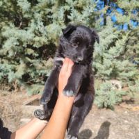 Glace,  chiot femelle croisée border collie #1