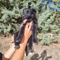 Glace,  chiot femelle croisée border collie #0