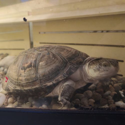 Deux tortues plus terrarium #1