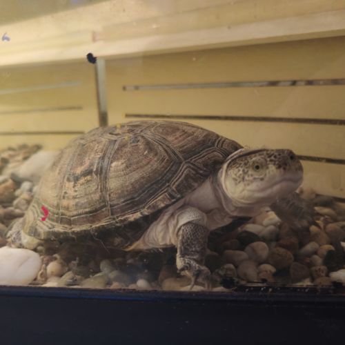 Deux tortues plus terrarium #2