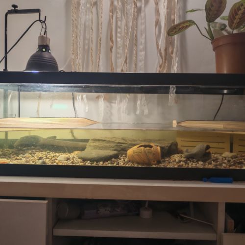 Deux tortues plus terrarium