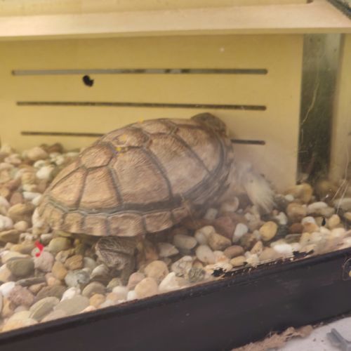 Deux tortues plus terrarium #4