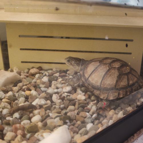 Deux tortues plus terrarium #5
