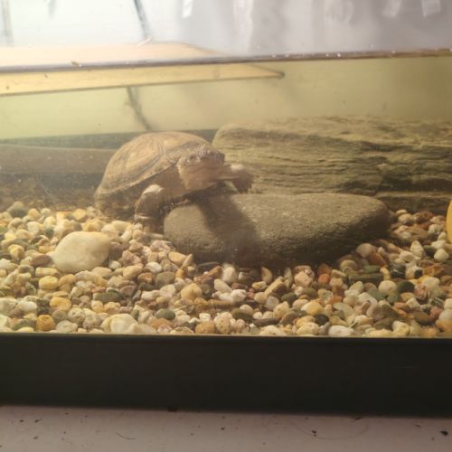 Deux tortues plus terrarium #6