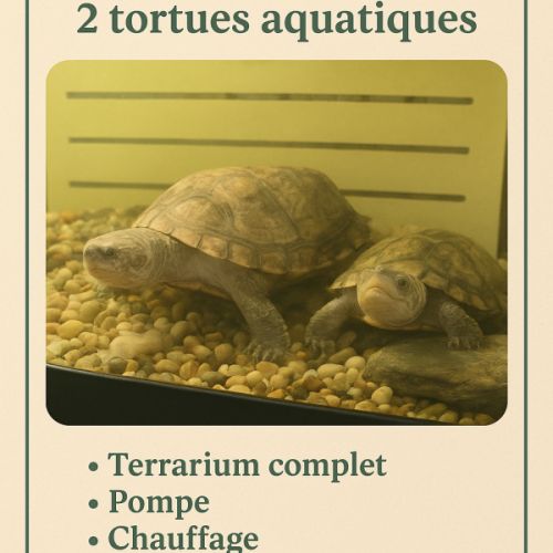 Deux tortues plus terrarium #7