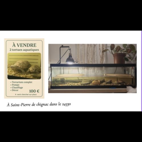 Deux tortues plus terrarium #9