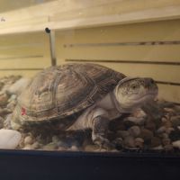 Deux tortues plus terrarium #2