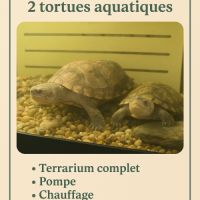 Deux tortues plus terrarium #7