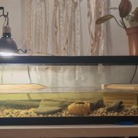 Deux tortues plus terrarium #8