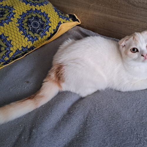 Adorable chaton scottish fold #0