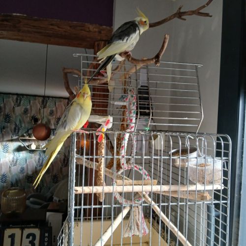 Calopsittes à donner #1