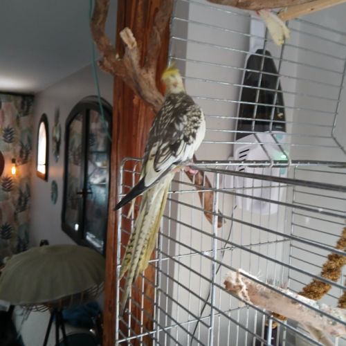 Calopsittes à donner #0