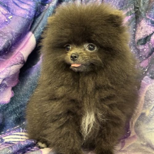 Disponible,tess femelle type spitz nain poméranien #1