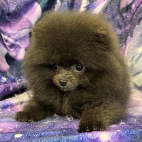 Disponible,tess femelle type spitz nain poméranien #2