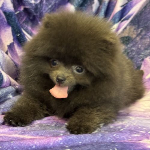 Disponible,tess femelle type spitz nain poméranien #5