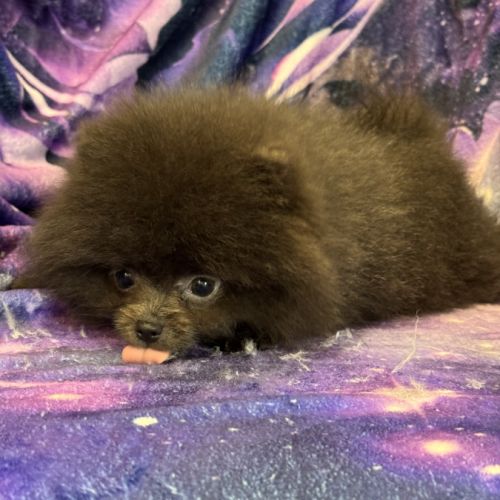 Disponible,tess femelle type spitz nain poméranien #6