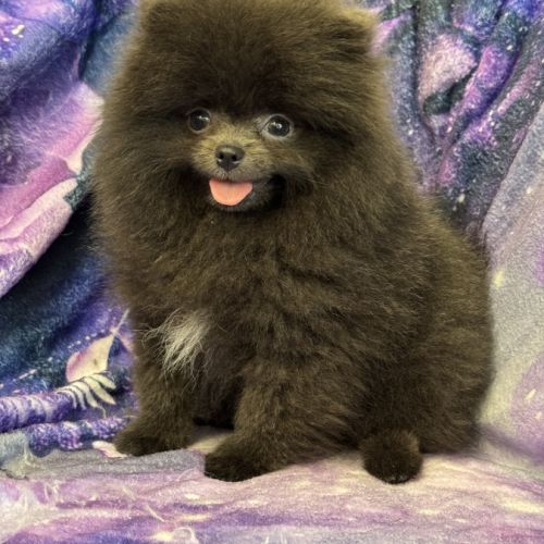 Disponible,tess femelle type spitz nain poméranien