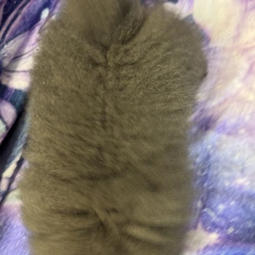 Disponible,tess femelle type spitz nain poméranien #8