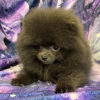 Disponible,tess femelle type spitz nain poméranien #2