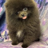 Disponible,tess femelle type spitz nain poméranien #3