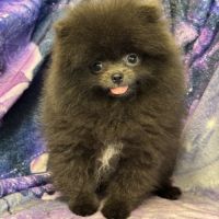 Disponible,tess femelle type spitz nain poméranien #4