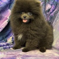 Disponible,tess femelle type spitz nain poméranien #0