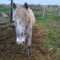Ponette type welsh apalossa