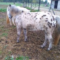 Ponette type welsh apalossa #2