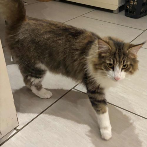 Norvegienne de 1 an #2