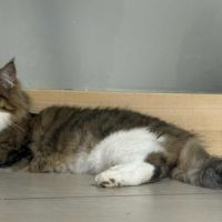 Norvegienne de 1 an #1