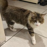 Norvegienne de 1 an #2