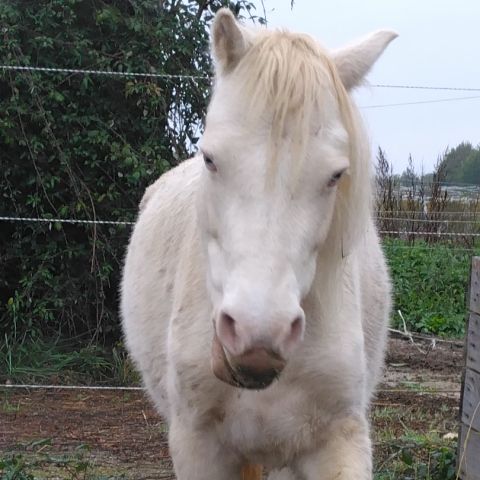 Ponette creme type welsh #0