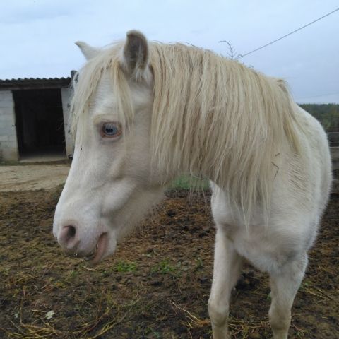 Ponette creme type welsh #3