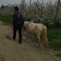 Ponette creme type welsh #1