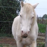 Ponette creme type welsh