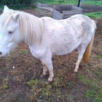 Ponette creme type welsh #4