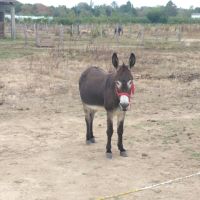 Anesse 10ans