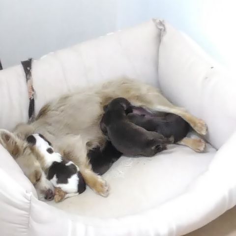 Chihuahua chiwa choco and tan